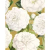 Camellia Garden Classic Boxed Christmas Cards - includes 15 cards & envelopes