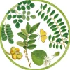 Coromandel Garden Die-Cut Placemat - 4 Per Package in Ivory