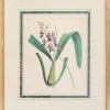 Joseph Paxton (1803–1865) Lithograph, Caucaea olivacea