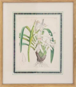 Joseph Paxton (1803–1865) Lithograph, Cymbidium mastersii