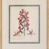 Joseph Paxton (1803–1865) Lithograph, Mormodes ignea