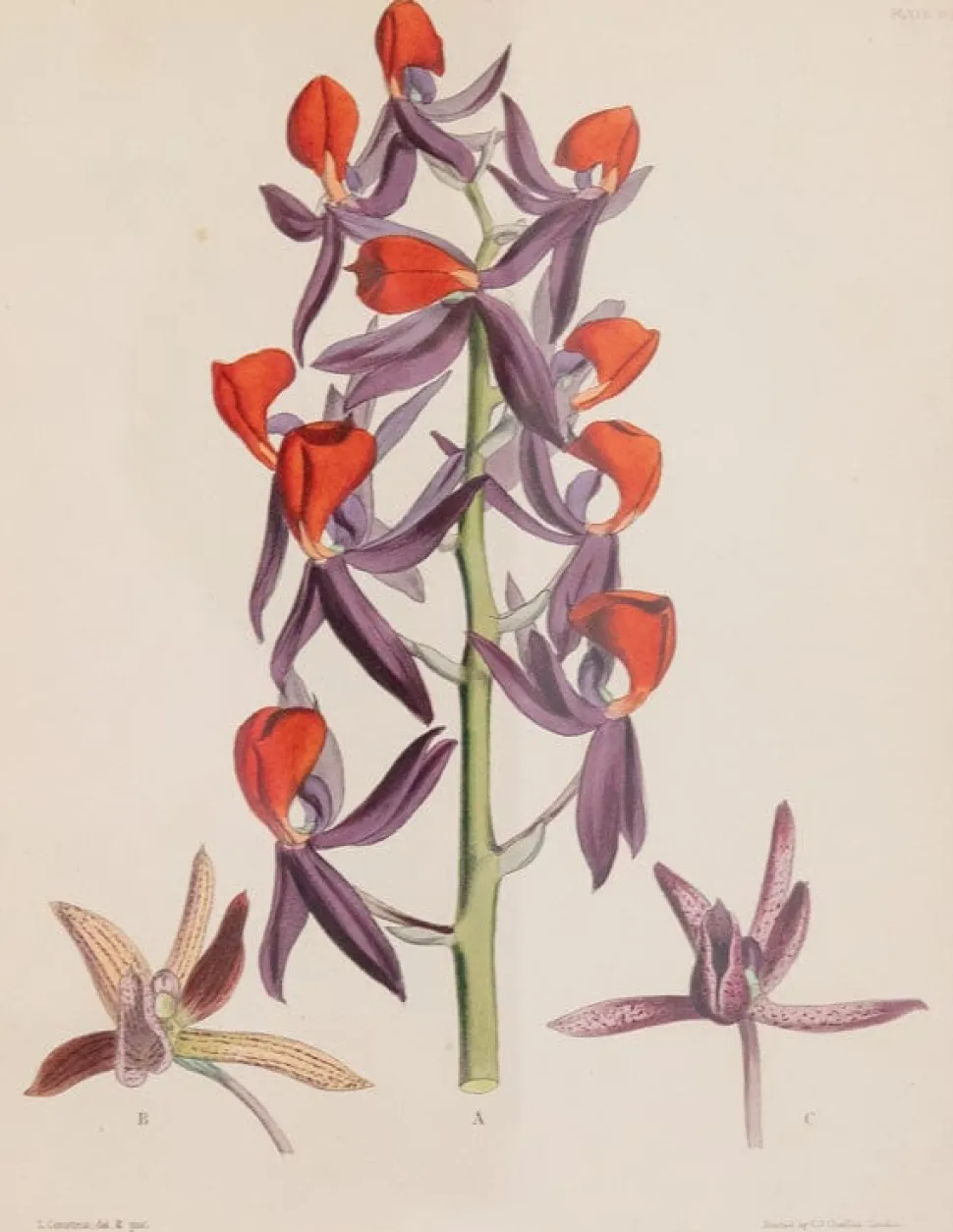 Joseph Paxton (1803–1865) Lithograph, Mormodes ignea