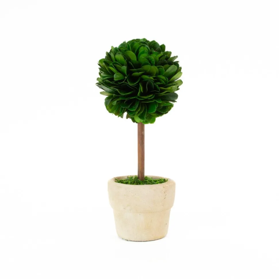 Preserved Boxwood Mini 6" Topiary Trees - Set of 4
